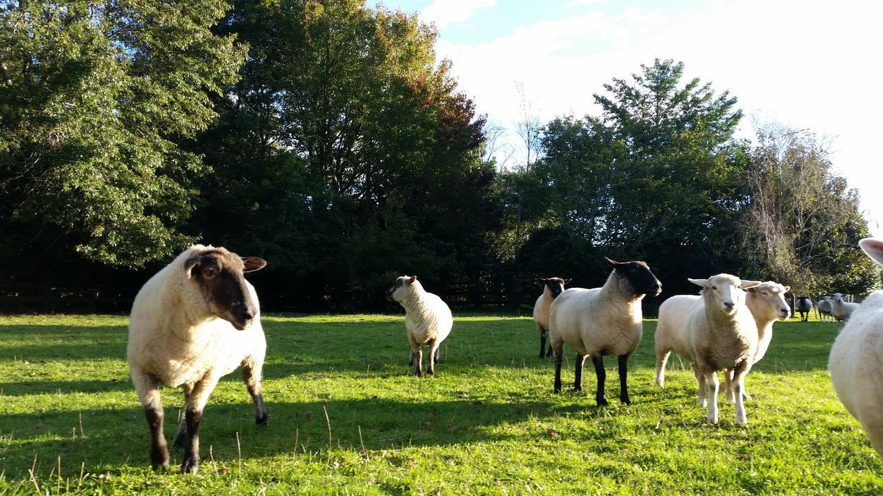 Takanini Woodbury Farm B&B المظهر الخارجي الصورة