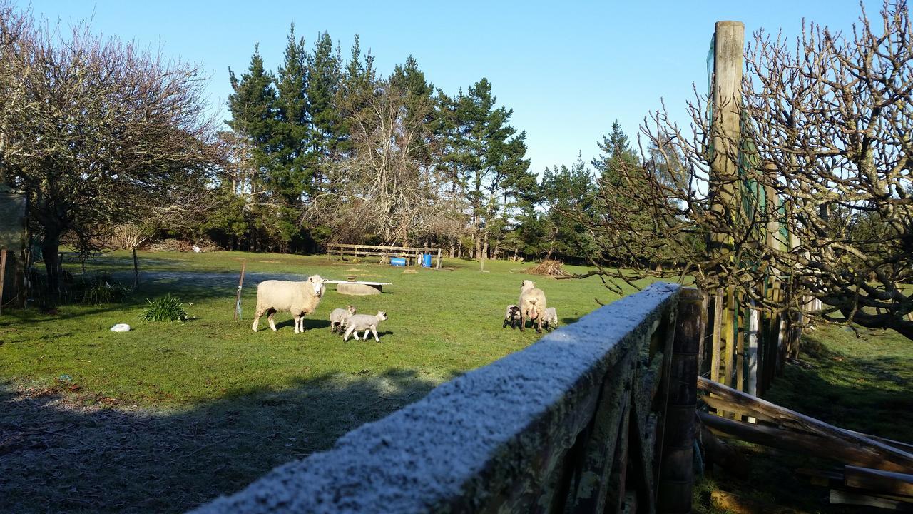 Takanini Woodbury Farm B&B المظهر الخارجي الصورة